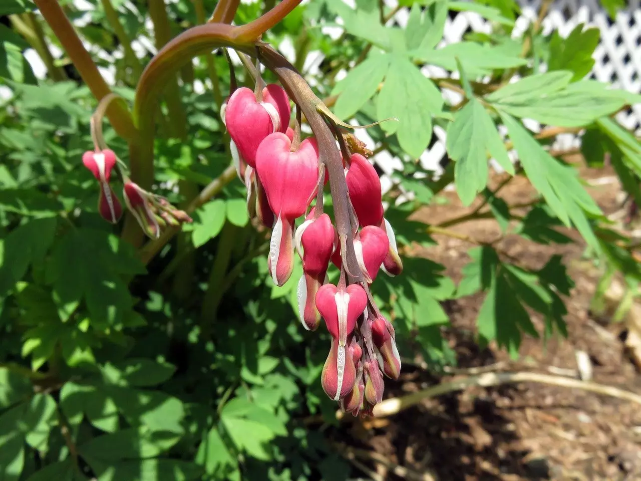 Detail Bunga Bleeding Heart Nomer 39