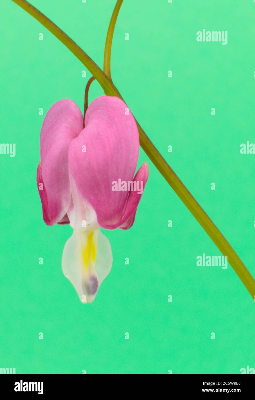 Detail Bunga Bleeding Heart Nomer 40