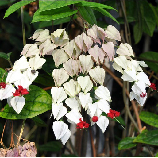 Detail Bunga Bleeding Heart Nomer 41