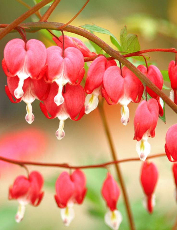 Detail Bunga Bleeding Heart Nomer 42