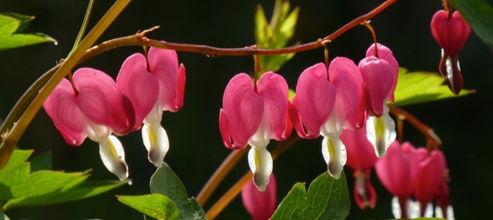 Detail Bunga Bleeding Heart Nomer 45