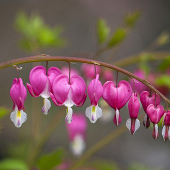 Detail Bunga Bleeding Heart Nomer 5