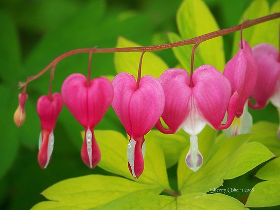 Detail Bunga Bleeding Heart Nomer 46