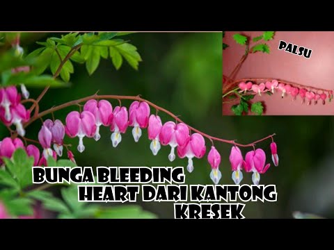 Detail Bunga Bleeding Heart Nomer 48