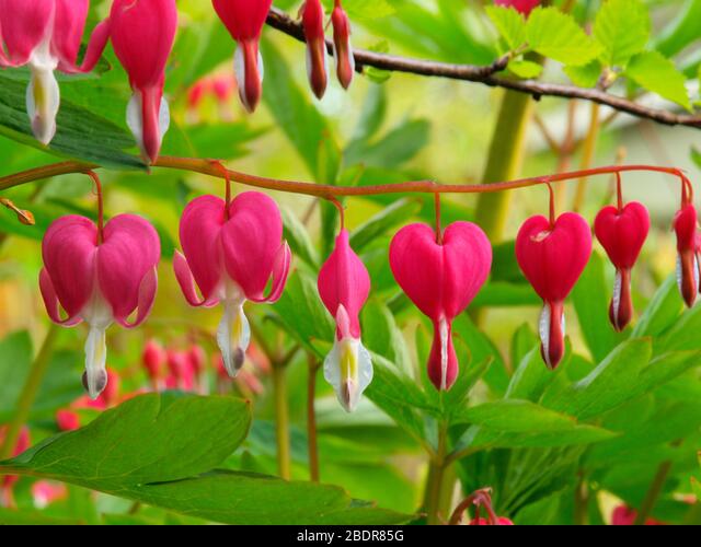 Detail Bunga Bleeding Heart Nomer 51