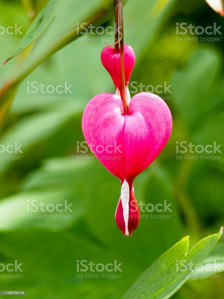 Detail Bunga Bleeding Heart Nomer 52