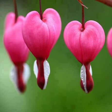 Detail Bunga Bleeding Heart Nomer 6