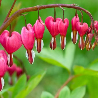 Detail Bunga Bleeding Heart Nomer 7