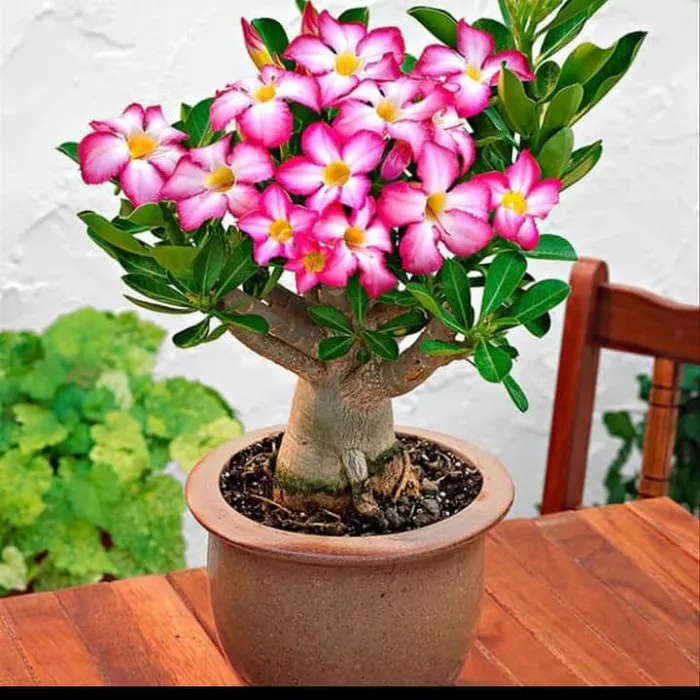 Detail Bunga Bonsai Hidup Nomer 22