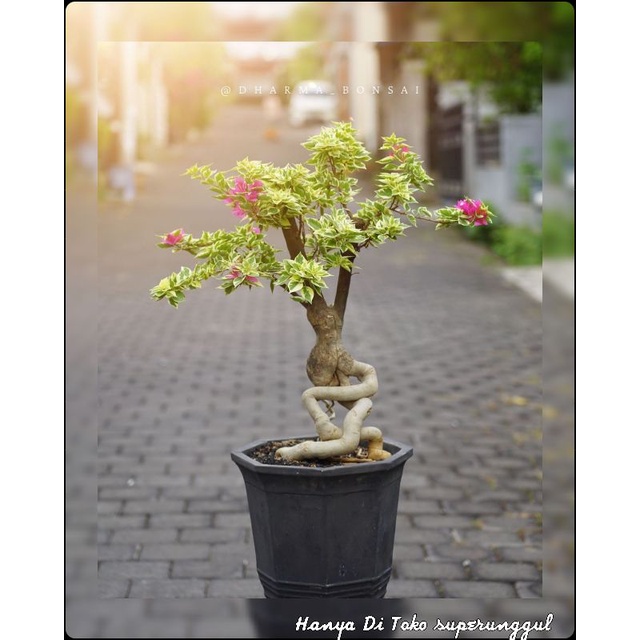 Detail Bunga Bonsai Hidup Nomer 27