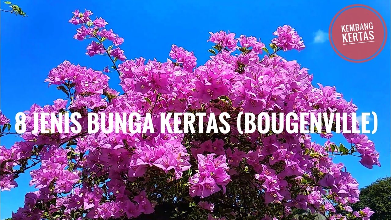 Detail Bunga Bougenville Warna Biru Nomer 37