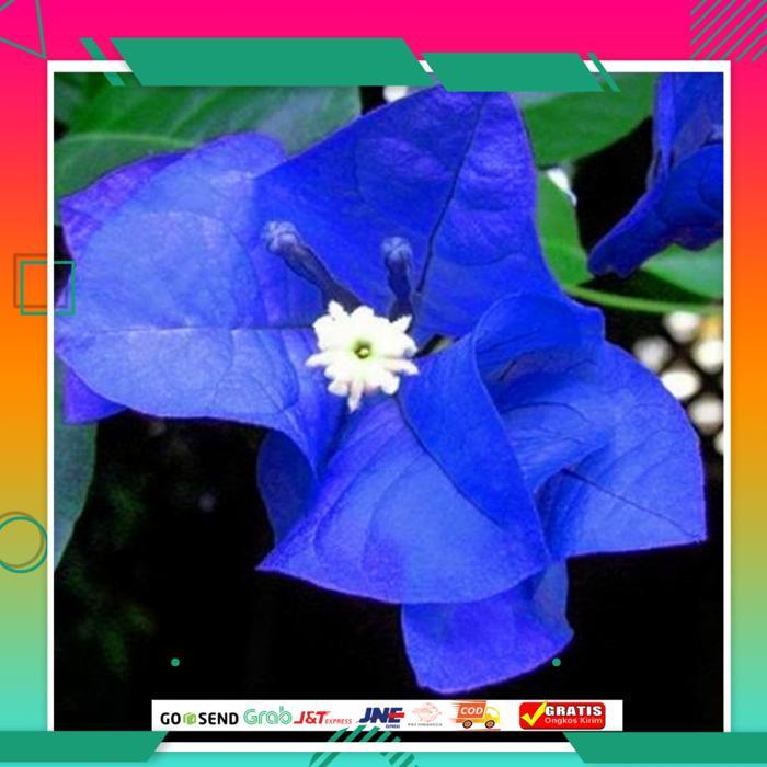 Detail Bunga Bougenville Warna Biru Nomer 9