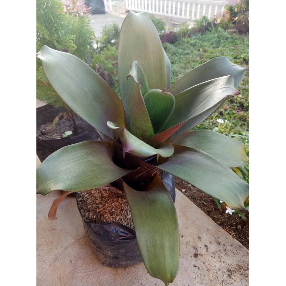 Detail Bunga Bromelia Giant Nomer 13