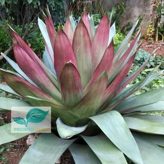 Detail Bunga Bromelia Giant Nomer 24