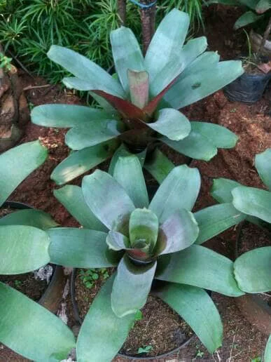 Detail Bunga Bromelia Giant Nomer 41