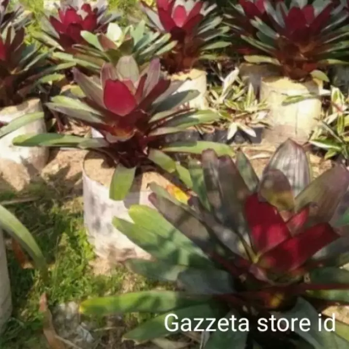 Detail Bunga Bromelia Giant Nomer 48