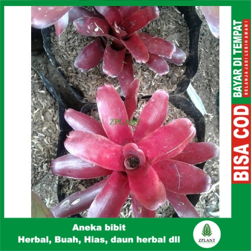 Detail Bunga Bromelia Merah Nomer 11