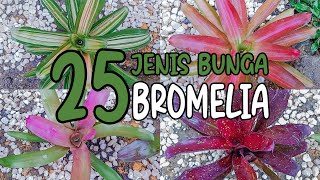 Detail Bunga Bromelia Merah Nomer 16