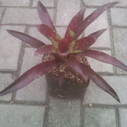 Detail Bunga Bromelia Merah Nomer 21