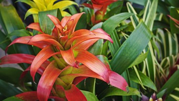 Detail Bunga Bromelia Merah Nomer 23