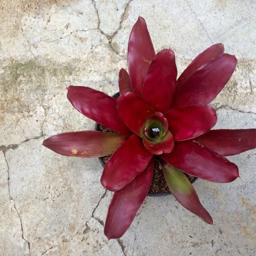 Detail Bunga Bromelia Merah Nomer 28