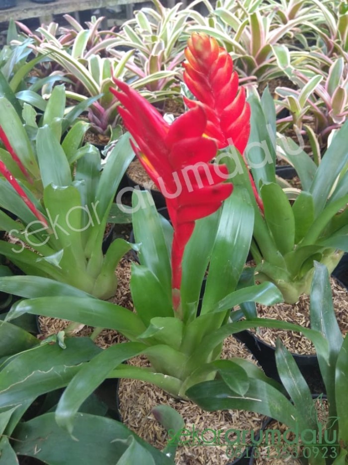 Detail Bunga Bromelia Merah Nomer 32