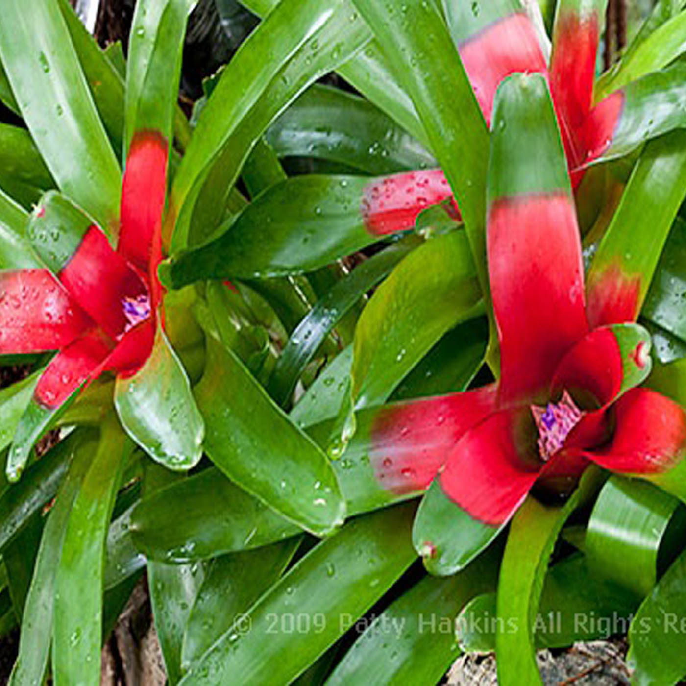 Detail Bunga Bromelia Merah Nomer 37