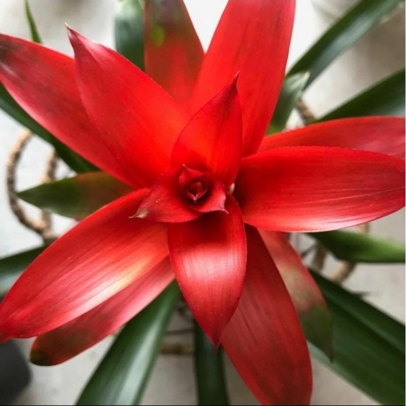 Detail Bunga Bromelia Merah Nomer 40