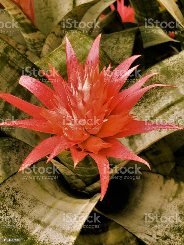 Detail Bunga Bromelia Merah Nomer 43