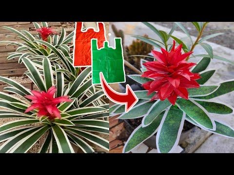 Detail Bunga Bromelia Merah Nomer 47