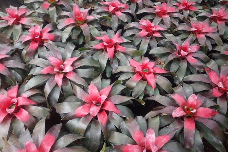 Detail Bunga Bromelia Merah Nomer 52