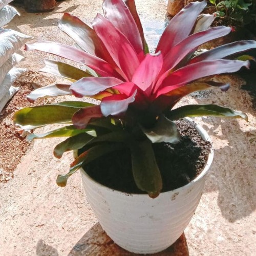 Detail Bunga Bromelia Merah Nomer 55