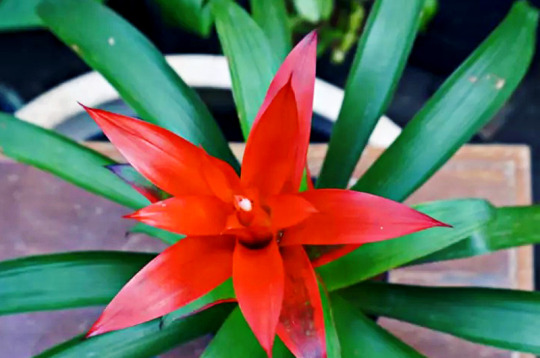 Detail Bunga Bromelia Merah Nomer 56