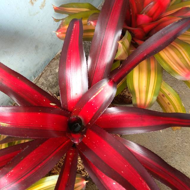 Detail Bunga Bromelia Merah Nomer 8