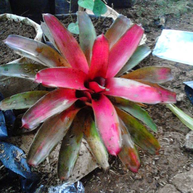 Detail Bunga Bromelia Merah Nomer 9