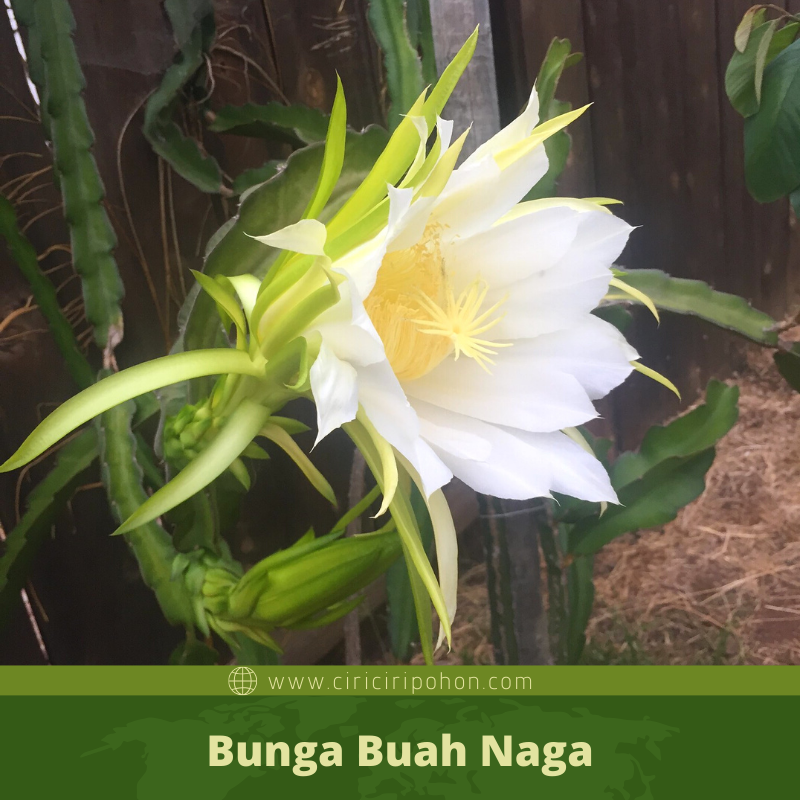 Detail Bunga Buah Naga Merah Nomer 27