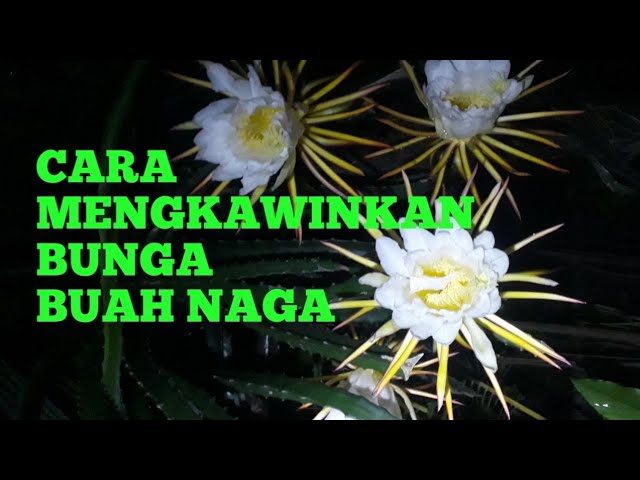 Detail Bunga Buah Naga Merah Nomer 42