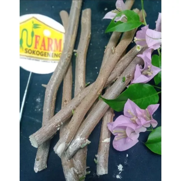 Detail Bunga Bugenvil Ungu Nomer 26