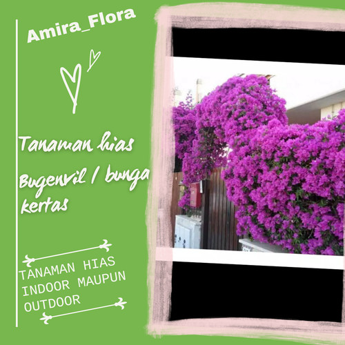 Detail Bunga Bugenvil Ungu Nomer 45