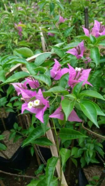 Detail Bunga Bugenvil Ungu Nomer 56