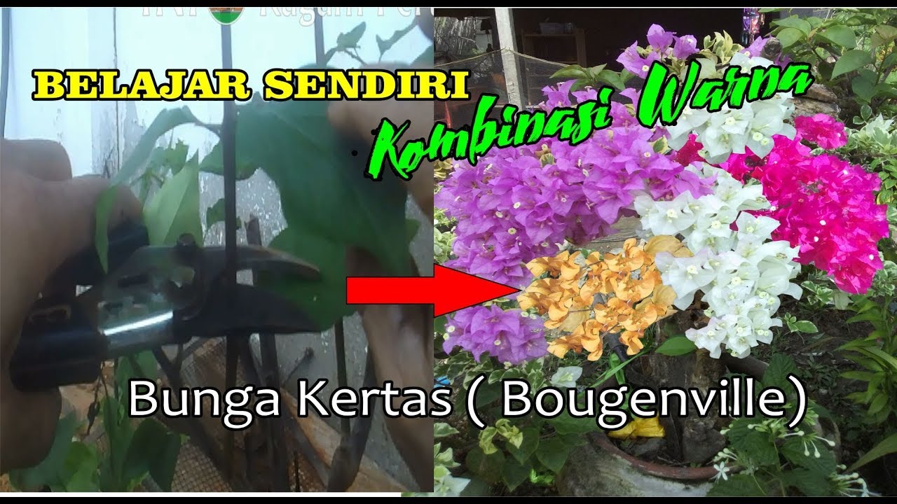 Detail Bunga Bugenvil Warna Warni Nomer 17