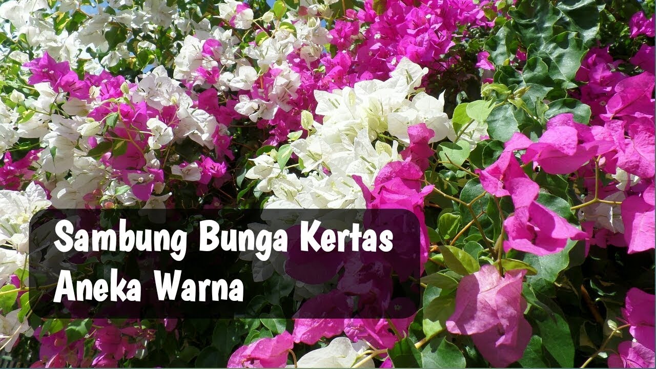 Detail Bunga Bugenvil Warna Warni Nomer 31