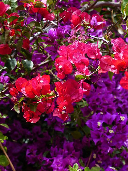 Detail Bunga Bugenvil Warna Warni Nomer 6