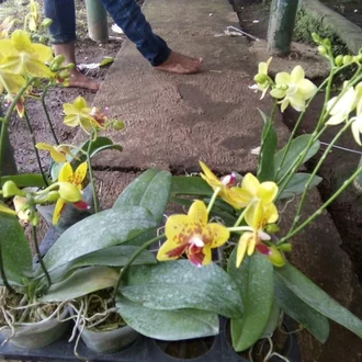 Detail Bunga Bulan Oktober Nomer 48