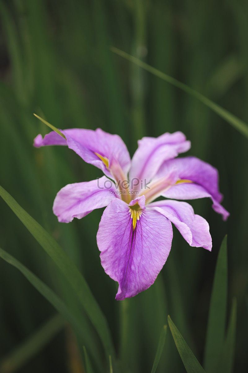 Detail Bunga Bunga Iris Nomer 17