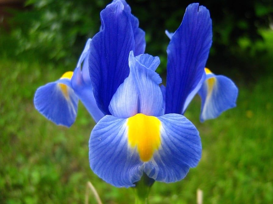 Detail Bunga Bunga Iris Nomer 19