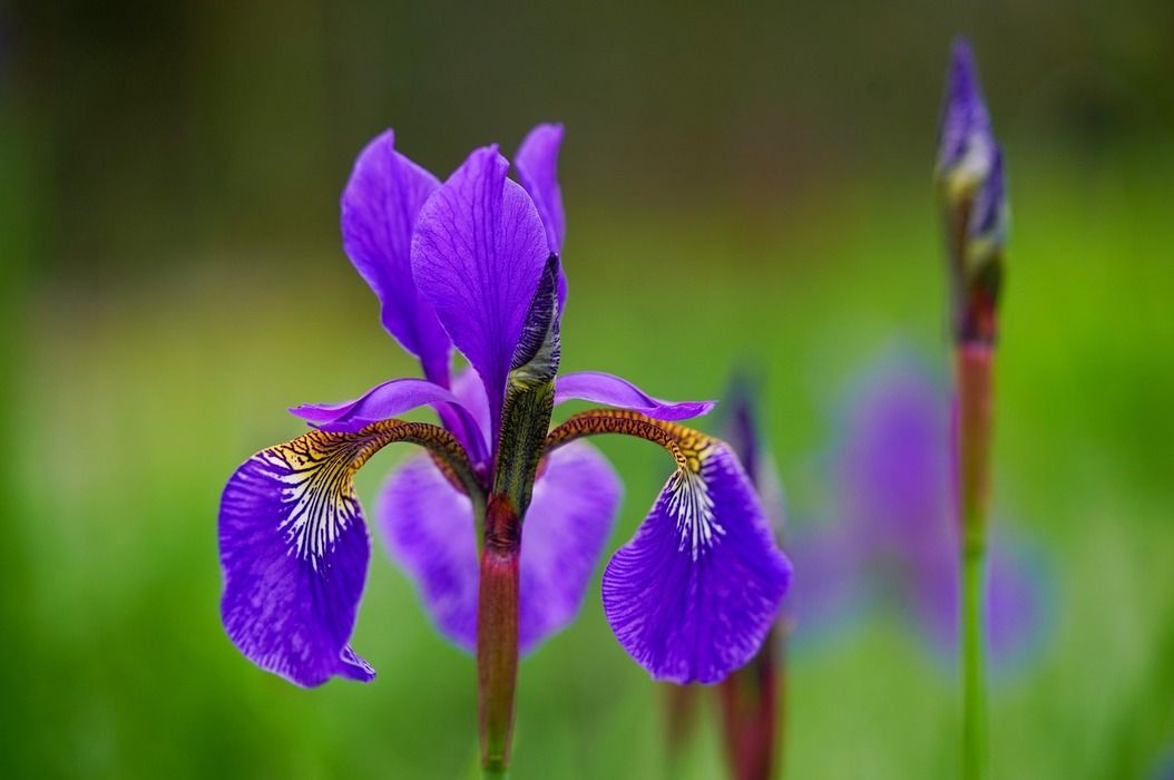 Detail Bunga Bunga Iris Nomer 22