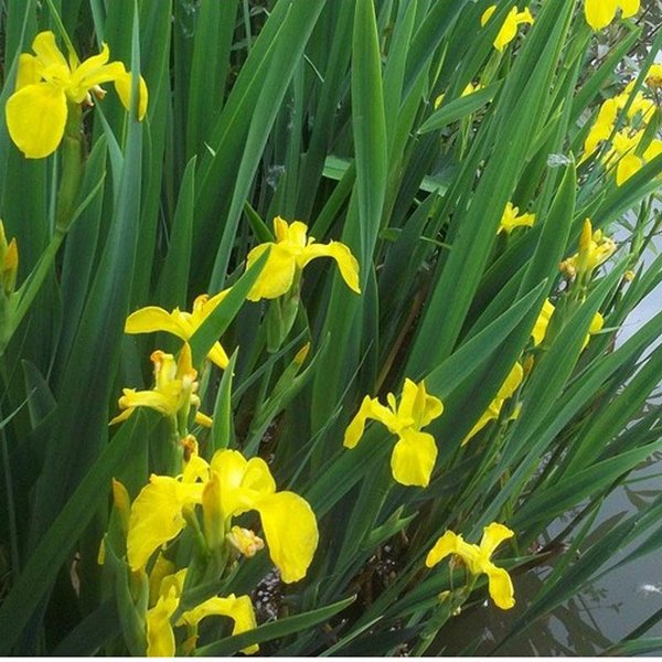 Detail Bunga Bunga Iris Nomer 4