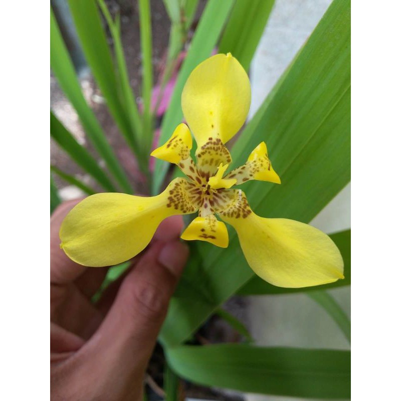 Detail Bunga Bunga Iris Nomer 31