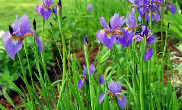 Detail Bunga Bunga Iris Nomer 32